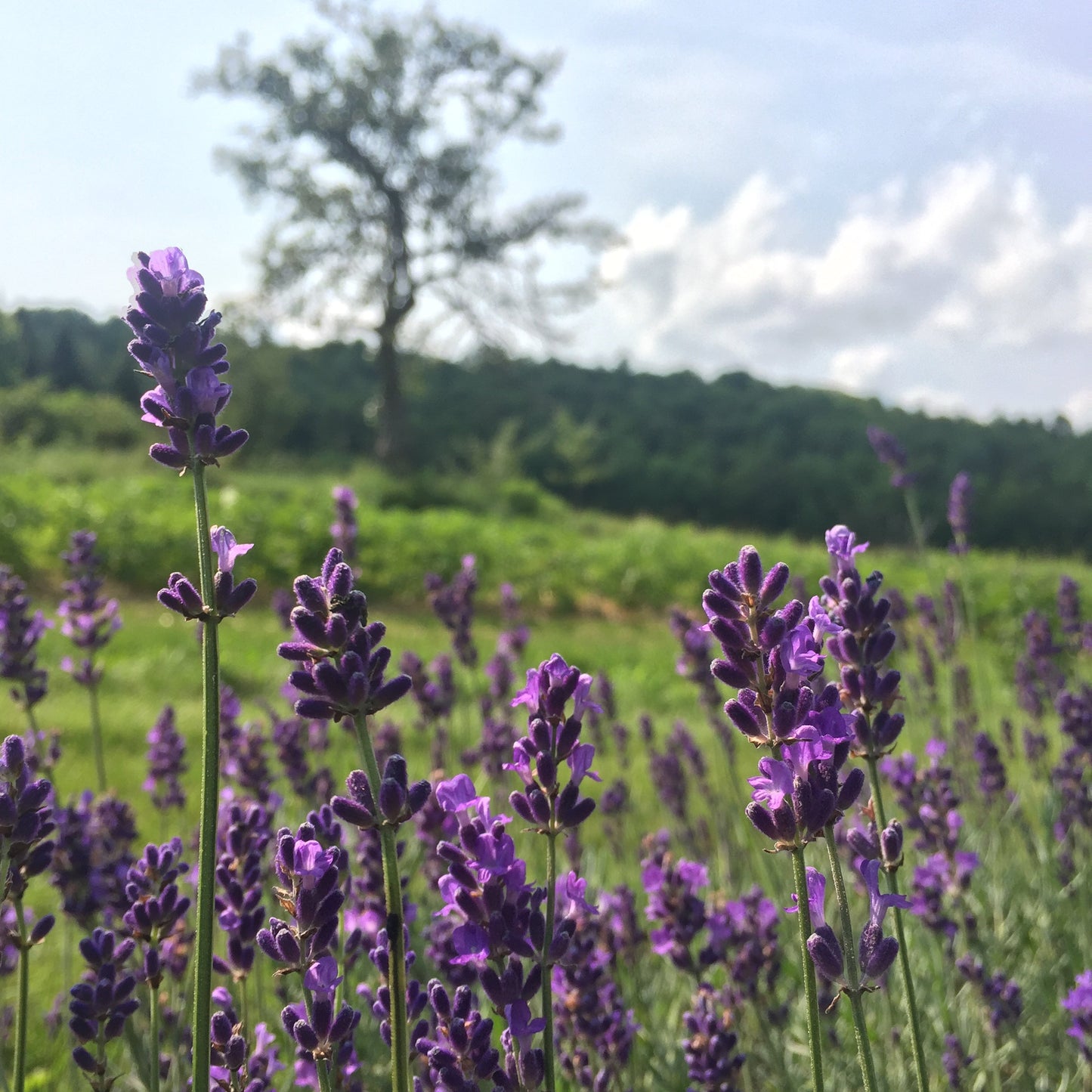 Lavender, English (Lavandula angustifolia)
