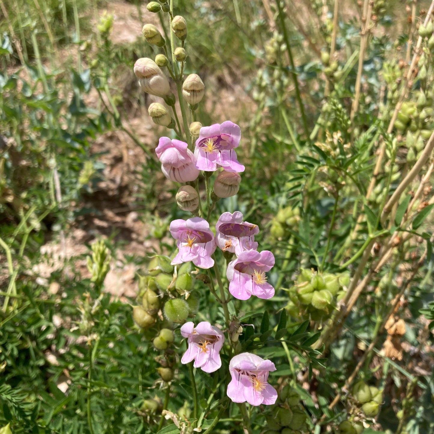 Penstemon, Palmer's Scented aka. aka Beardtongue (Penstemon palmeri)
