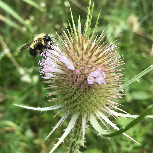 Teasel, Common (Dipsacus fullonum)