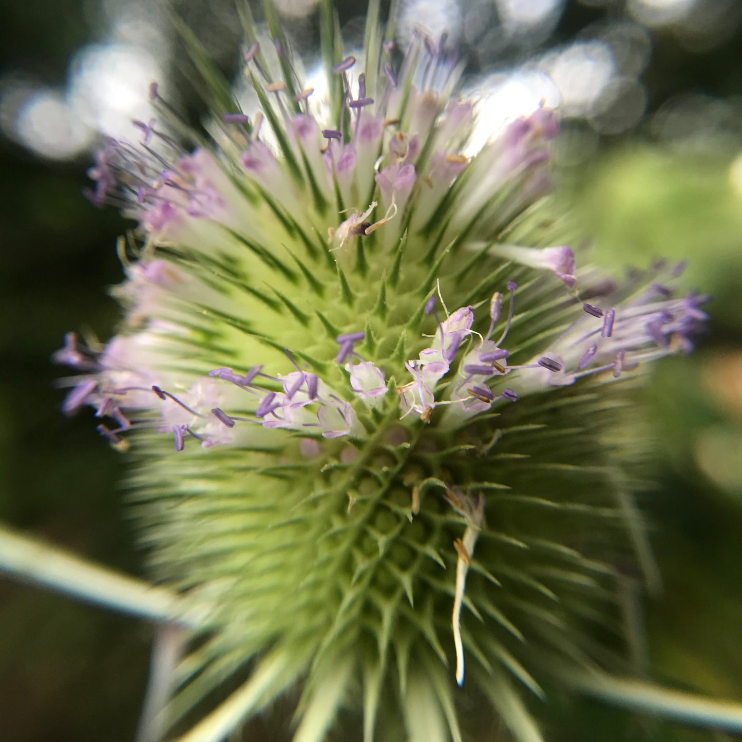 Teasel, Common (Dipsacus fullonum)
