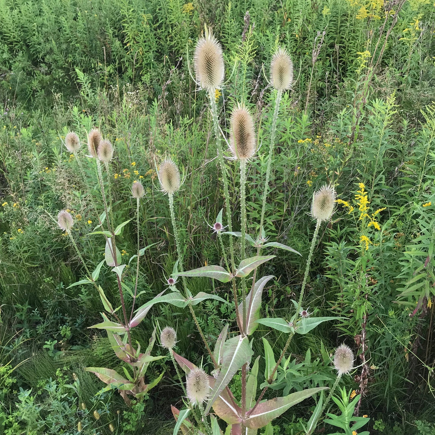 Teasel, Common (Dipsacus fullonum)