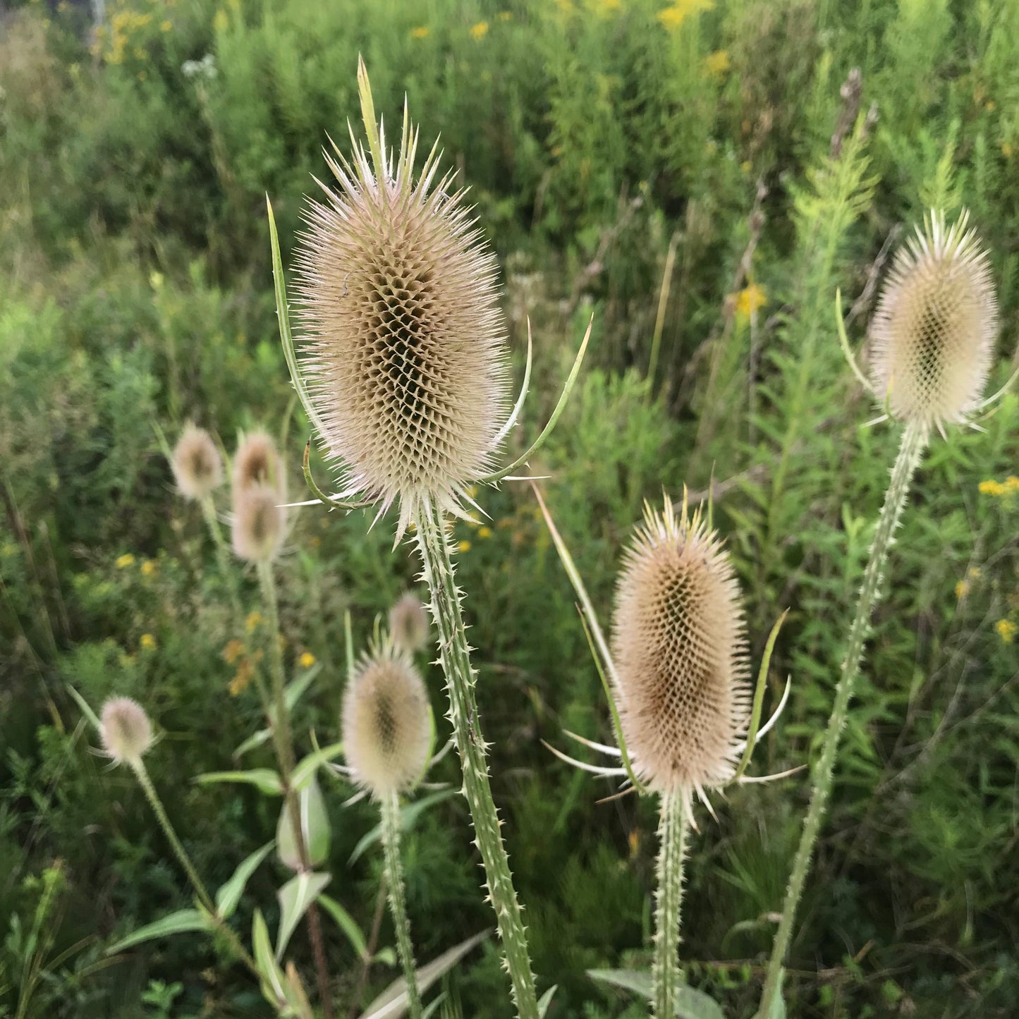 Teasel, Common (Dipsacus fullonum)