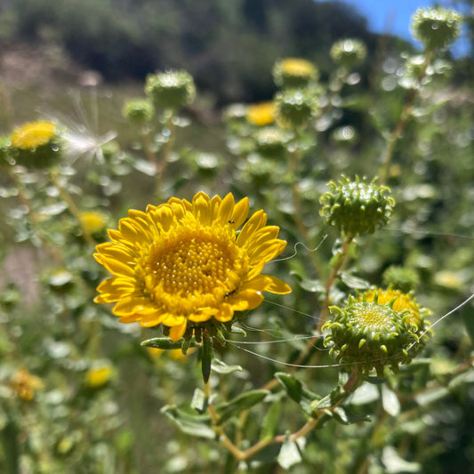 Gumweed aka Grindelia (Grindelia squarrosa)
