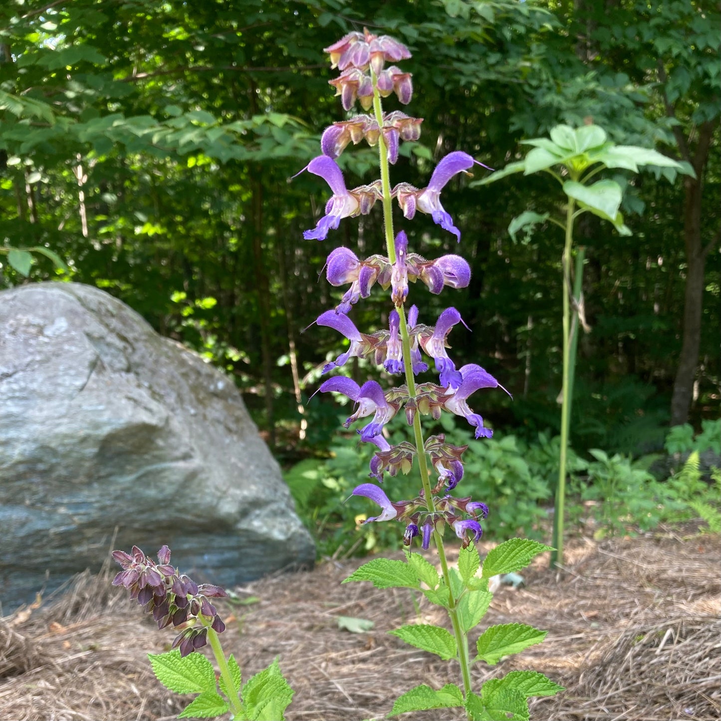 Sage, Dan-shen miltiorrhiza (Salvia miltiorrhiza)