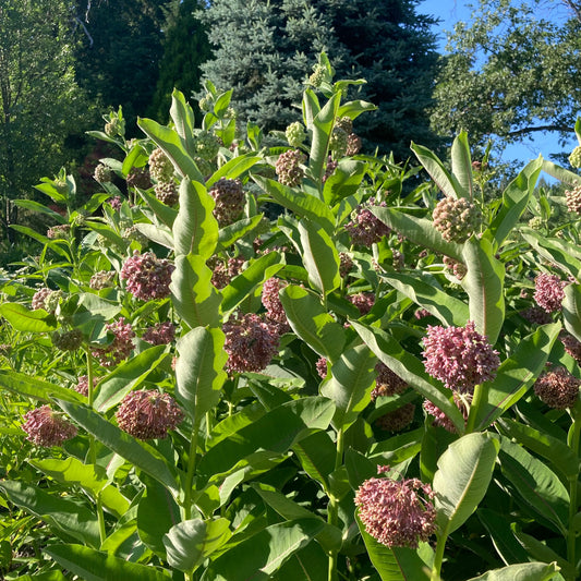 Milkweed, Showy (Asclepias speciosa)