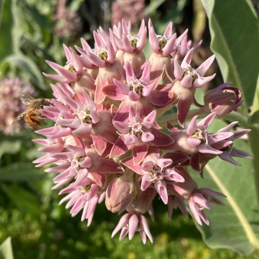Milkweed, Showy (Asclepias speciosa)