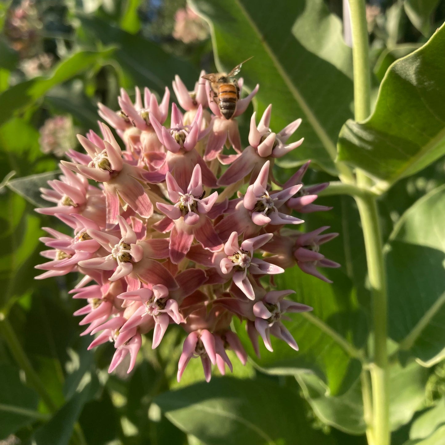 Milkweed, Showy (Asclepias speciosa)