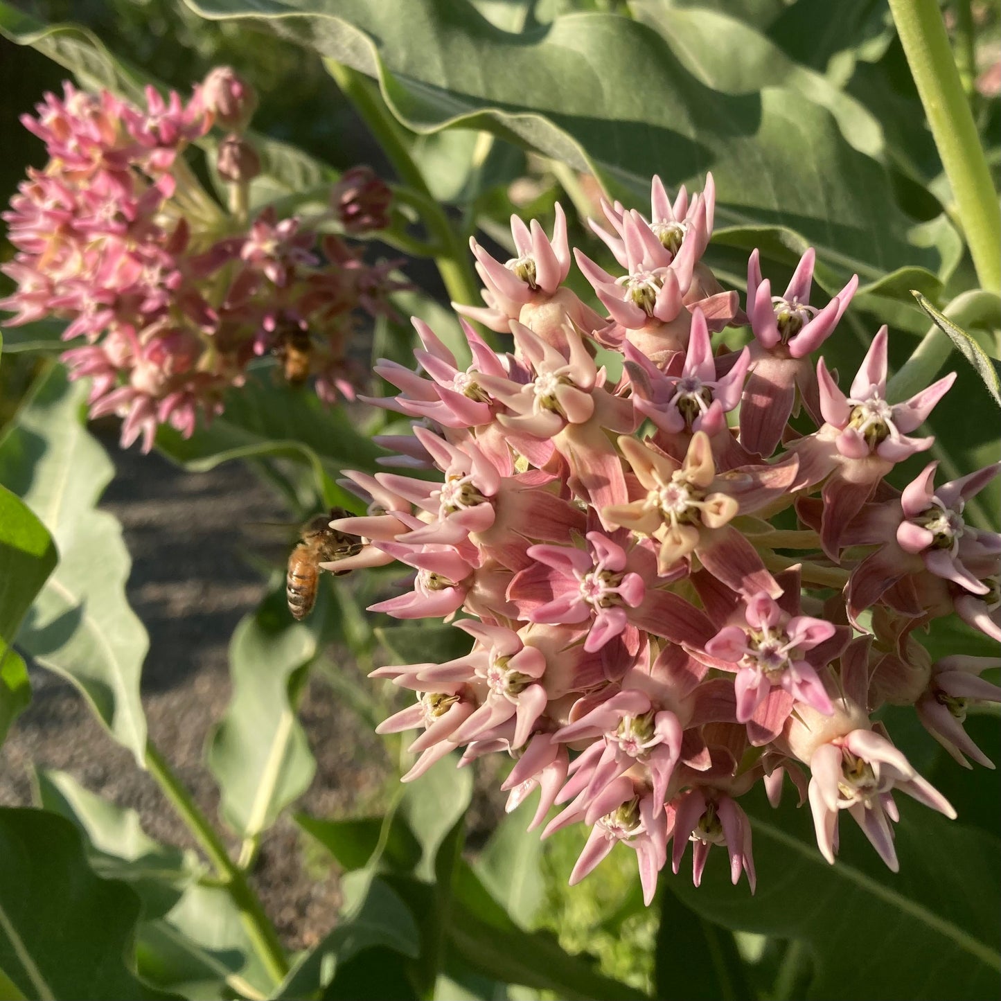 Milkweed, Showy (Asclepias speciosa)