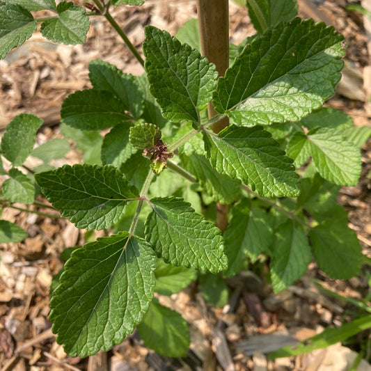 Sage, Dan-shen miltiorrhiza (Salvia miltiorrhiza)