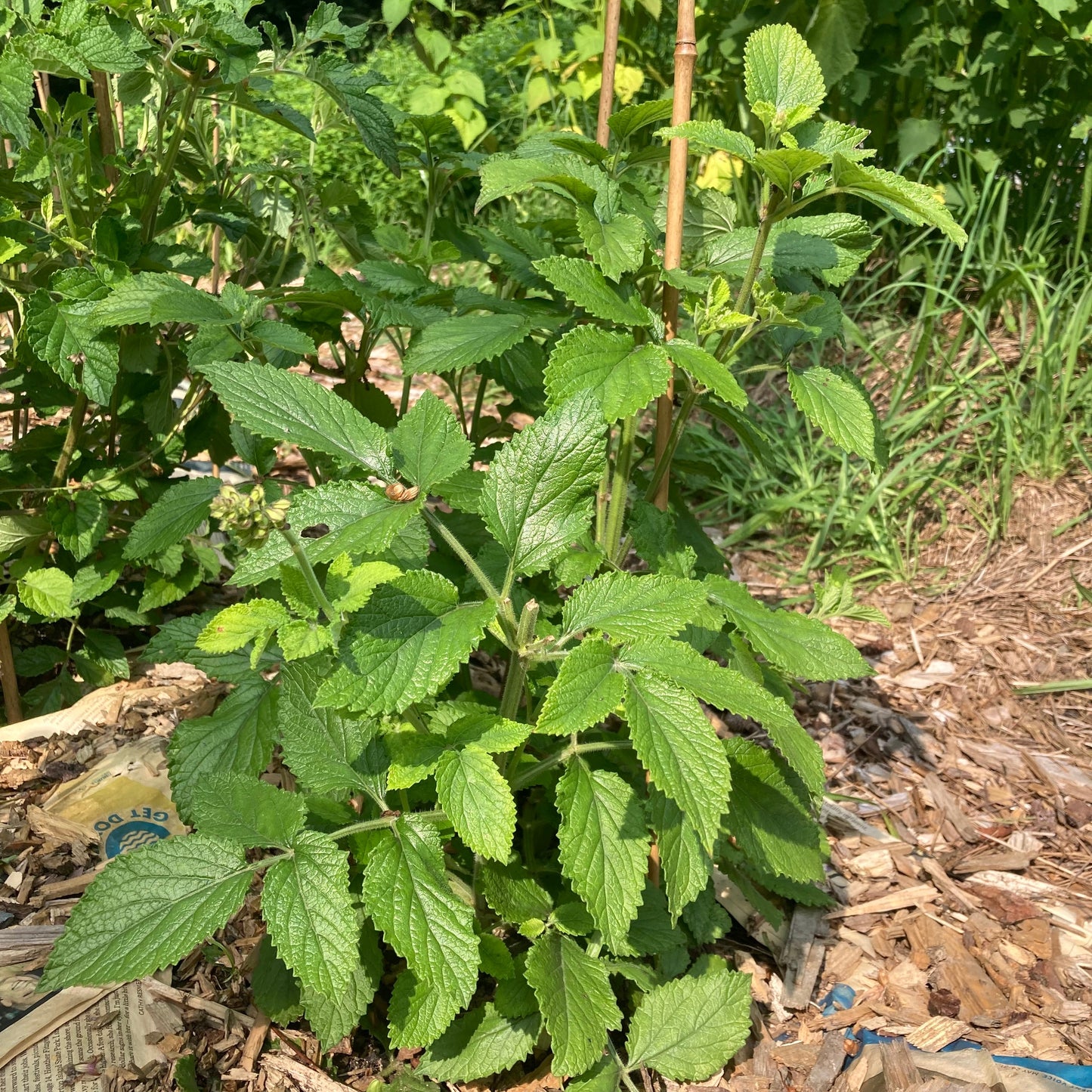 Sage, Dan-shen miltiorrhiza (Salvia miltiorrhiza)