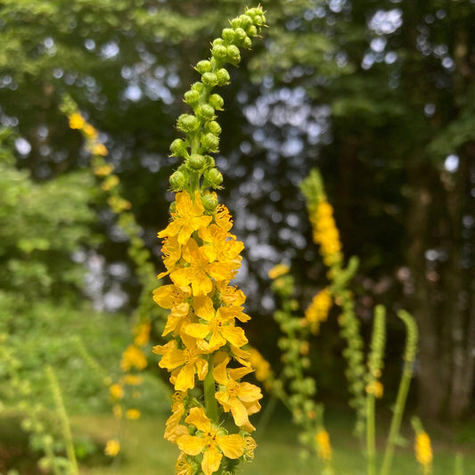 Agrimony (Agrimonia eupatoria)