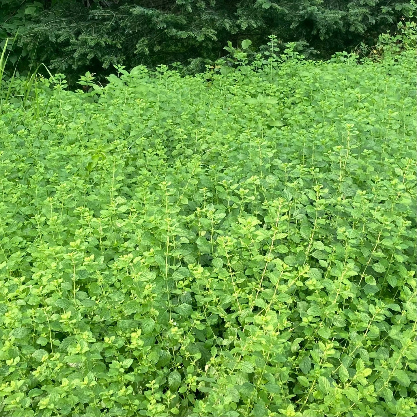 Lemon Balm (Melissa officinalis)