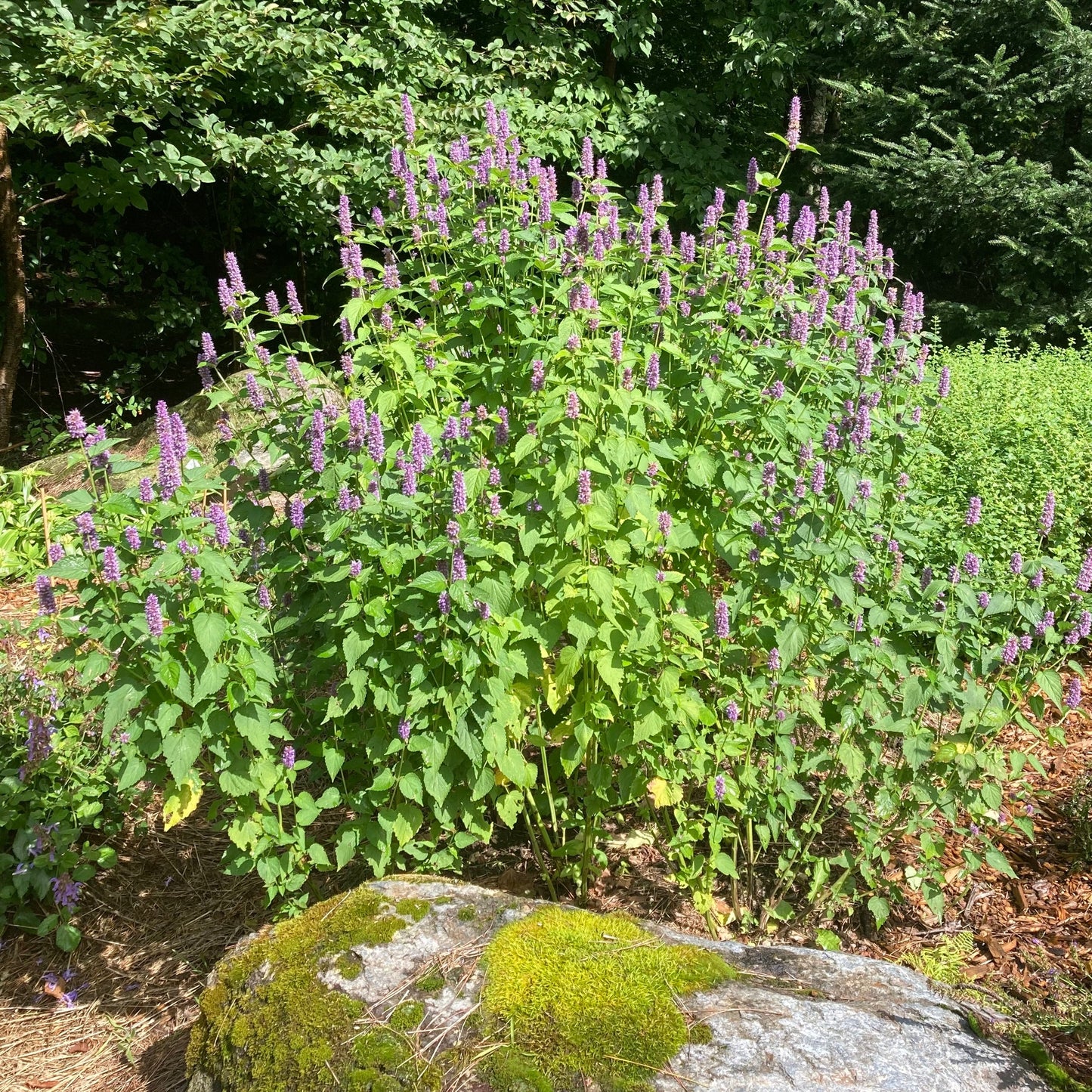 Mint, Korean aka. Huo Xiang (Agastache rugosa)