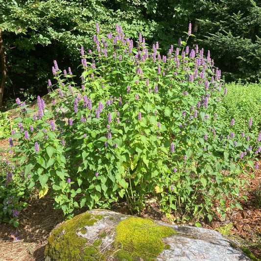 Mint, Korean aka. Huo Xiang (Agastache rugosa)