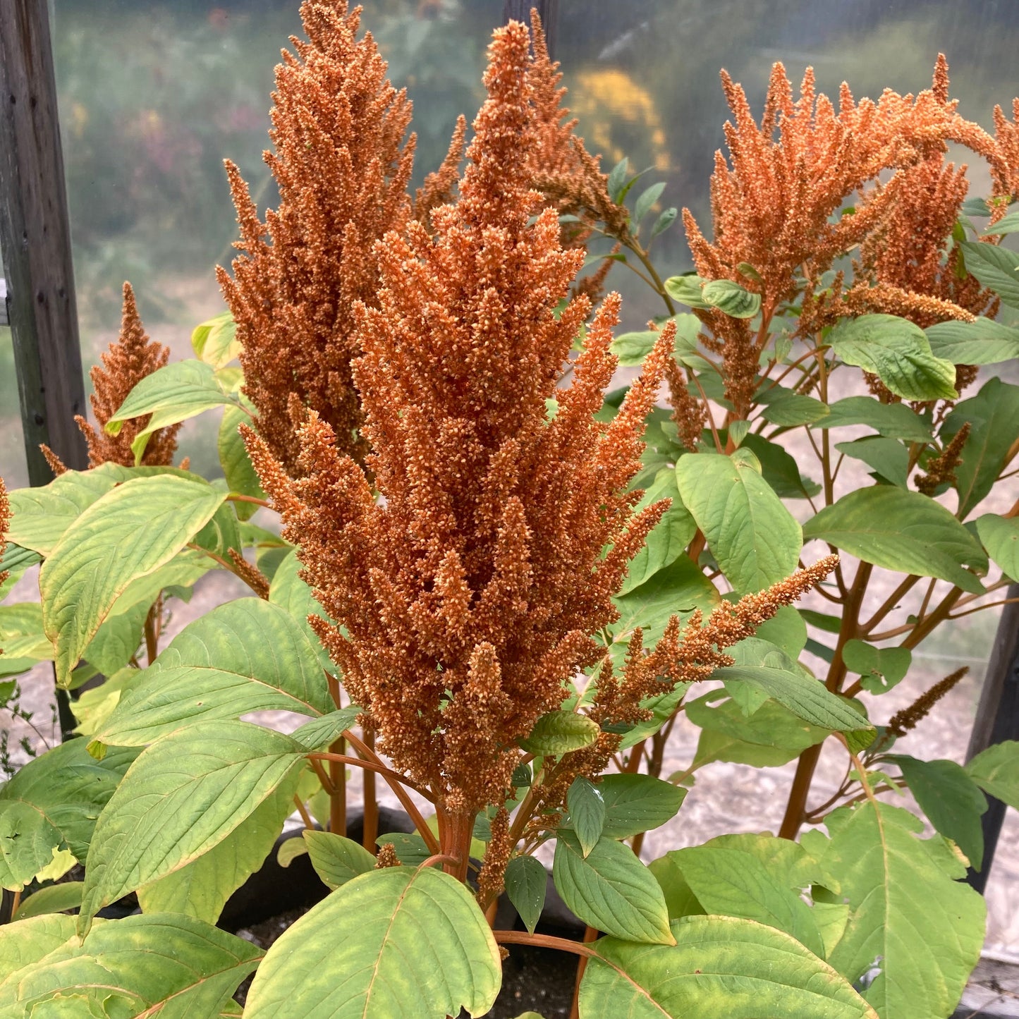 Amaranth, Copperhead (Amaranthus cruentus)