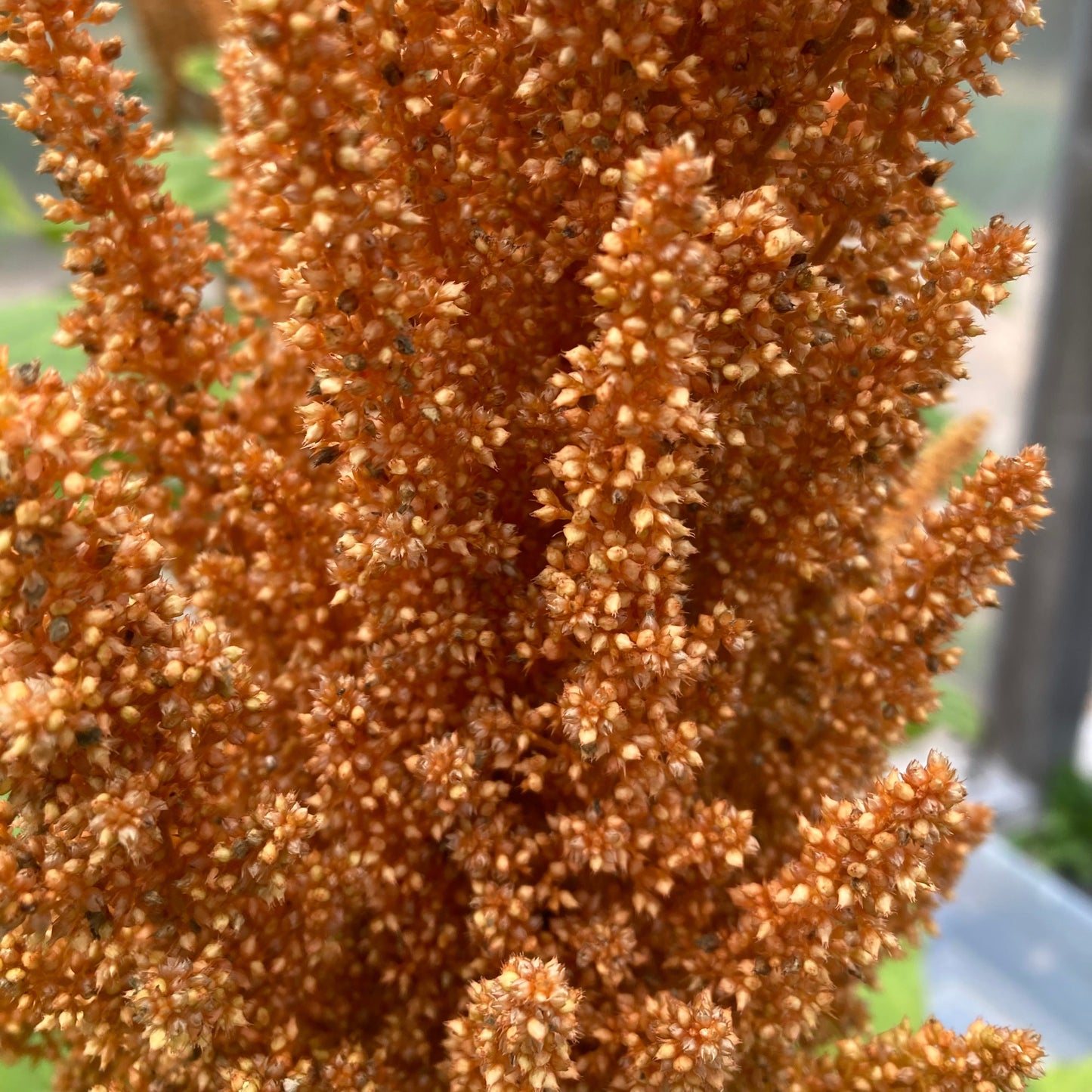 Amaranth, Copperhead (Amaranthus cruentus)
