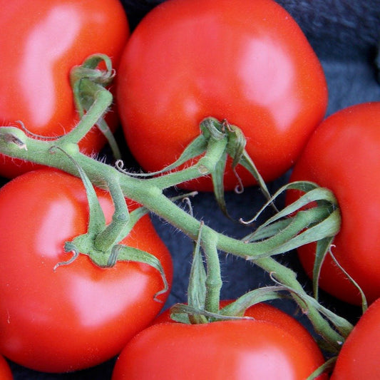 Italian Winter Tomato