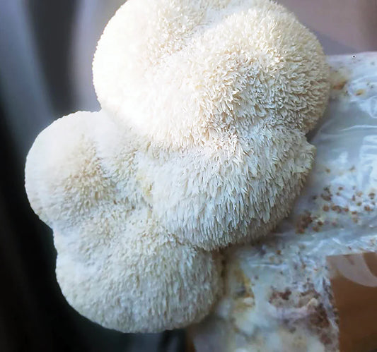 Lions Mane Mushroom Culture - 10mL