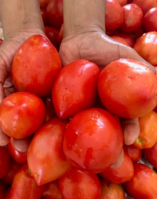 Mt. Roma Tomato