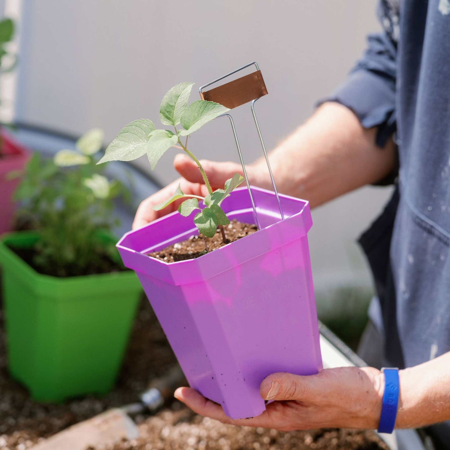5" Nursery Pots with Insert Tray