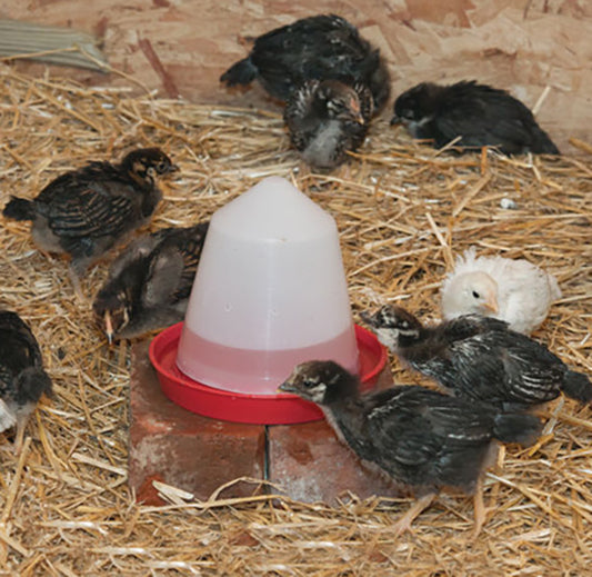 Classic Waterer, W2 (0.4 Gal/1.6 Qt)