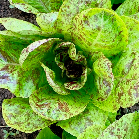 Spotty Troutback Lettuce