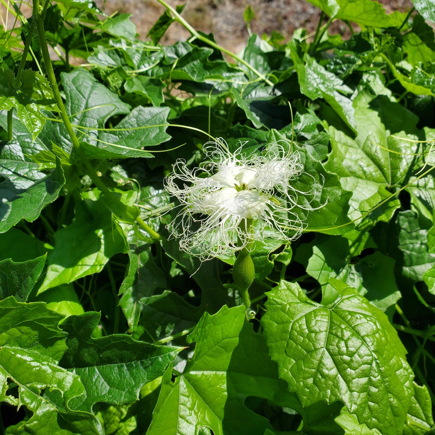 Cucumber, Chinese aka. gua lou (Trichosanthes kirilowii)