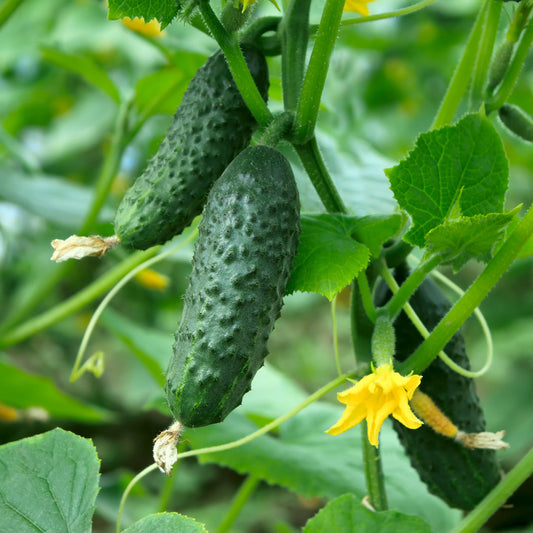 National Pickling Cucumber