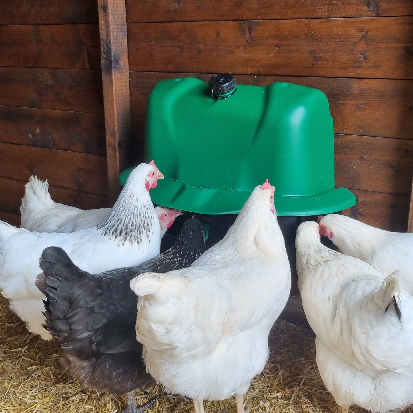 Wise Mountable Drinker - 3 Gallon Poultry & Game Waterer