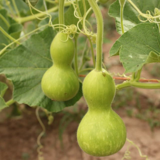 Hopi Origin Rattle Gourd