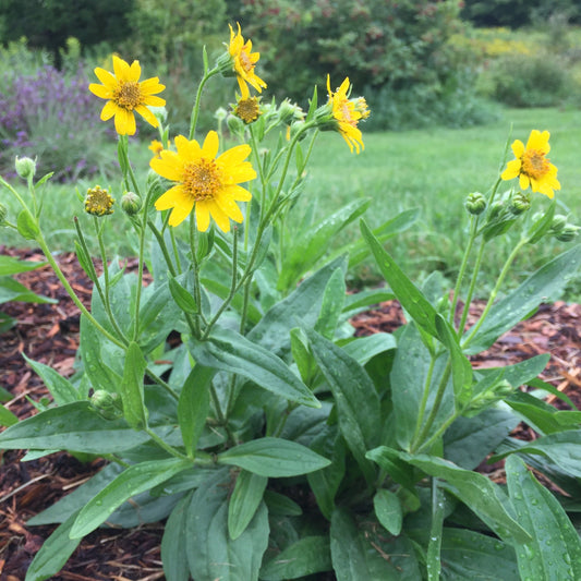 Arnica, Meadow (Arnica chamissonis)