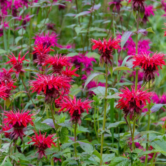Bee Balm, Mix (Monarda fistulosa)