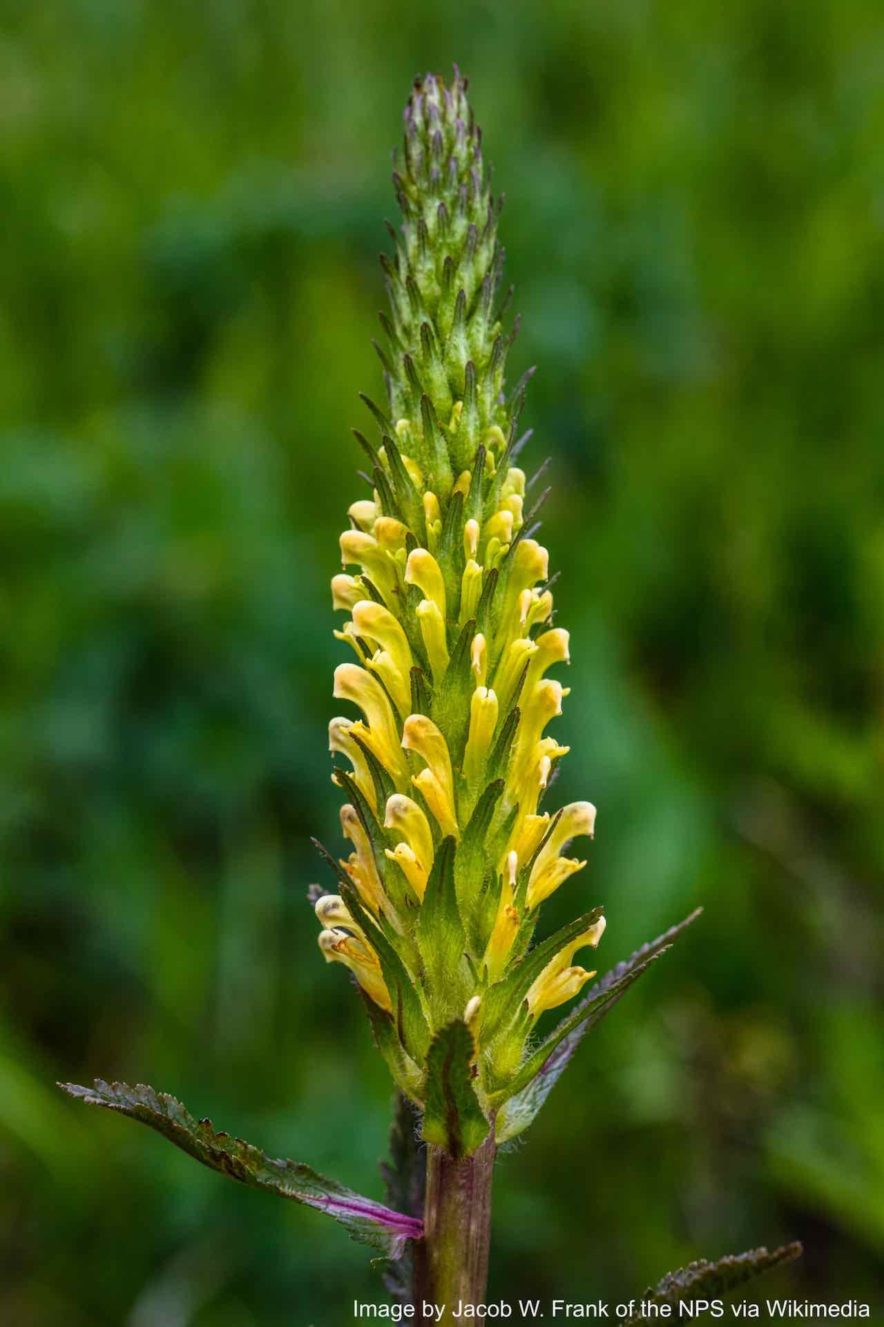Lousewort, Bracted aka Pedicularis (Pedicularis bracteosa)
