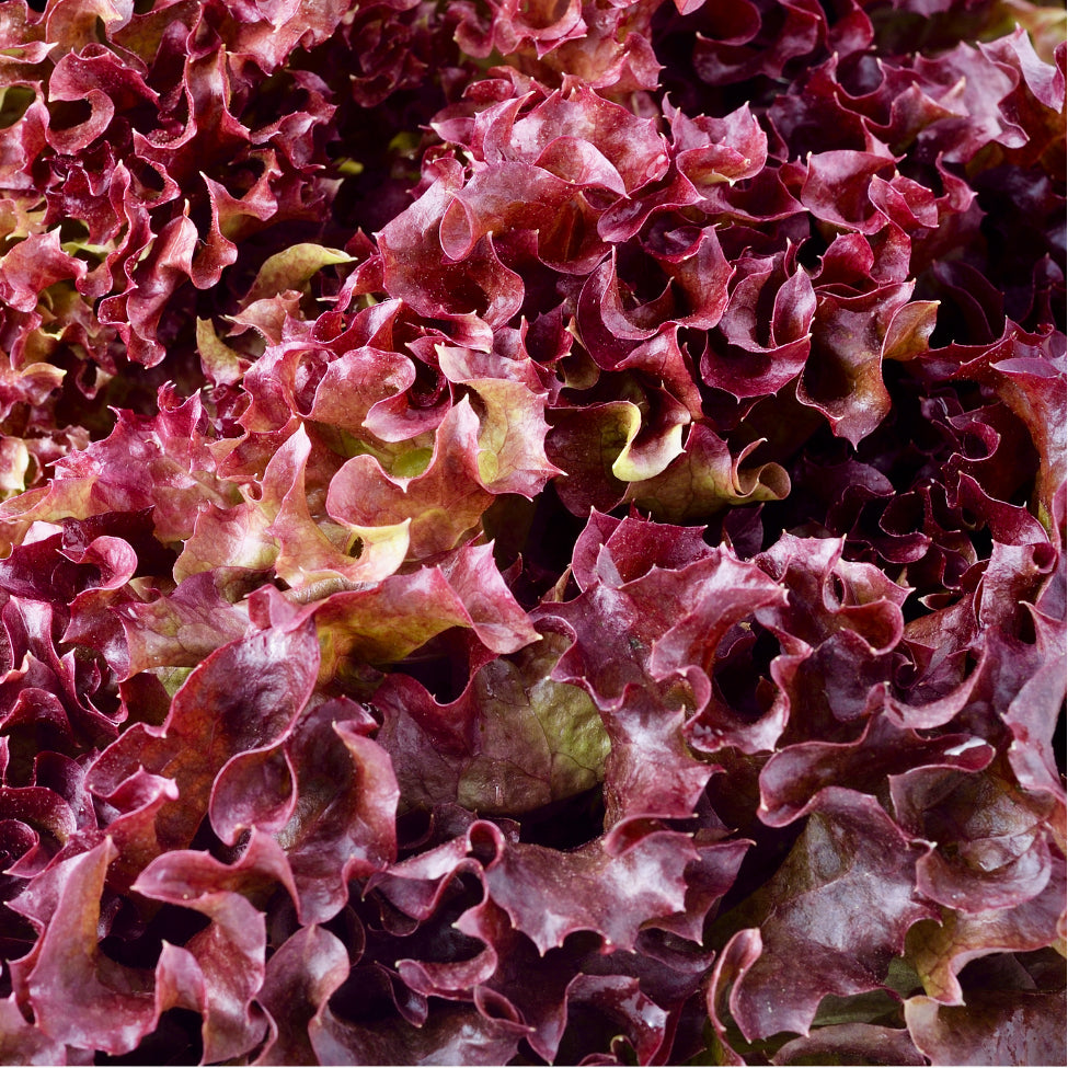 Red Saladbowl Lettuce