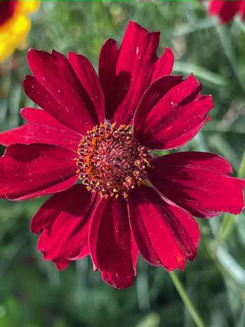Dyer's Coreopsis