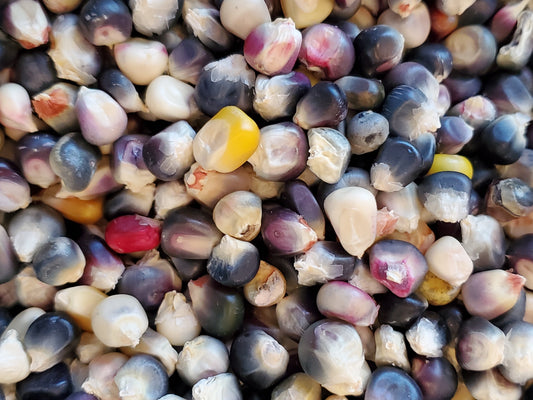 Blue Rainbow Corn Landrace