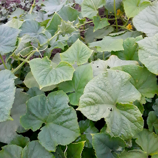 Marketmore Cucumber
