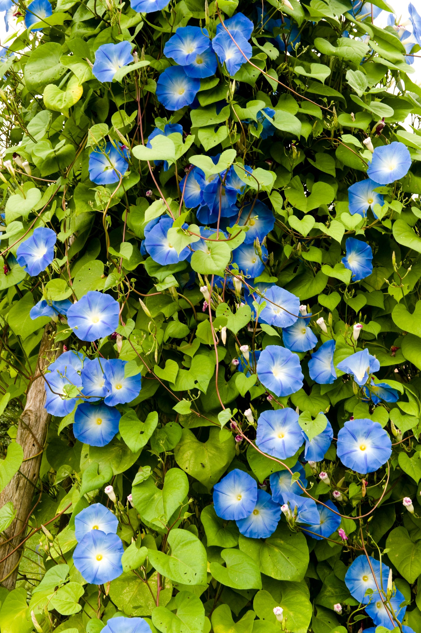 Morning Glory, Grandpa Ott's (Ipomoea tricolor)