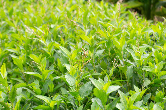 Indigo, Japanese (Persicaria tinctoria)