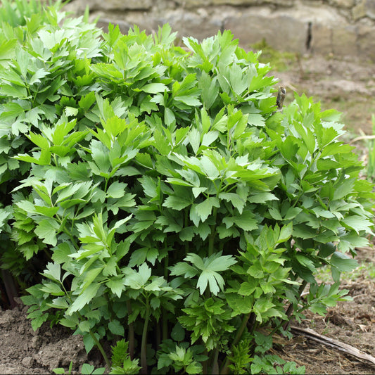 Lovage, Official (Levisticum officinale)