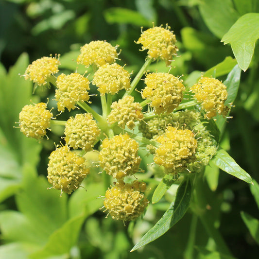 Lovage, Official (Levisticum officinale)