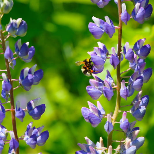 Lupine, Wild (Lupinus perennis)