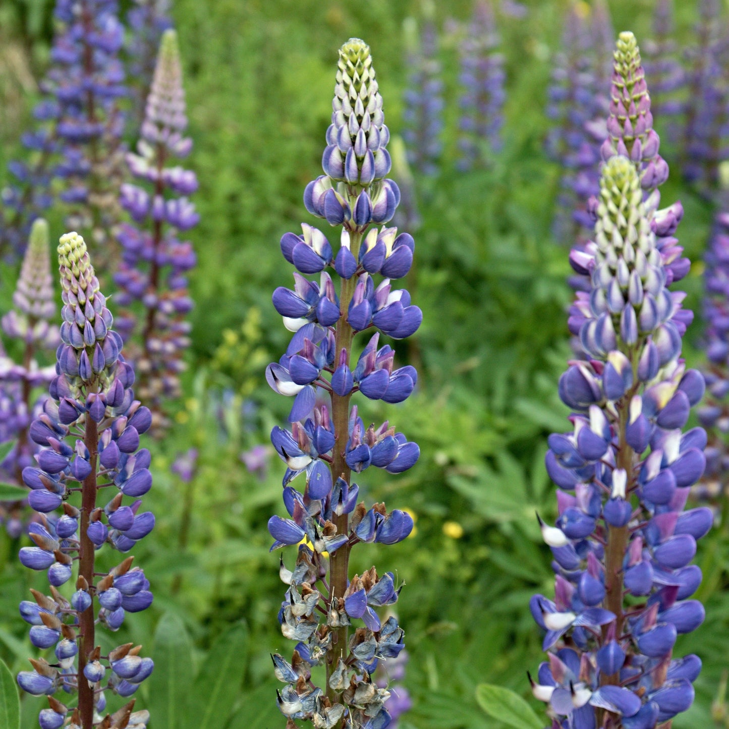 Lupine, Wild (Lupinus perennis)