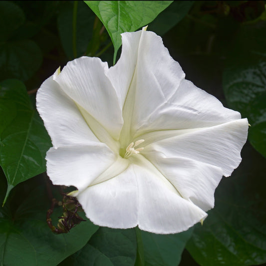 Moonflower, Giant (Ipomoea alba)