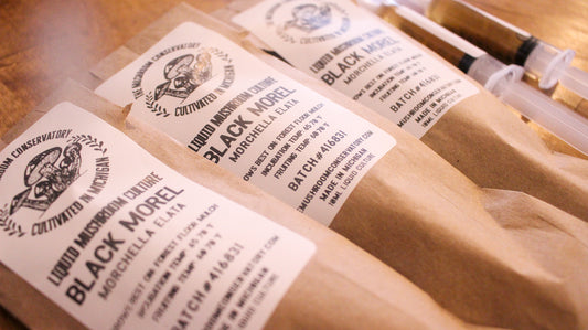 Black Morel Mushroom Culture - 10Ml