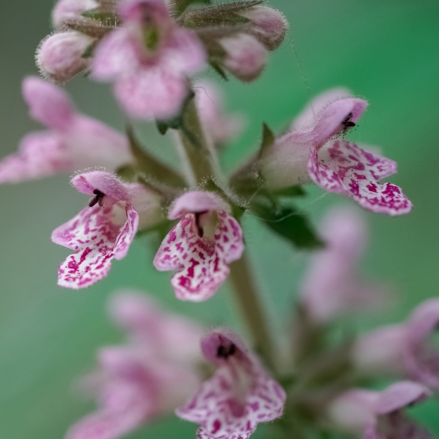 Motherwort, Chinese aka. Yi Mu Cao (Leonurus heterophyllus)