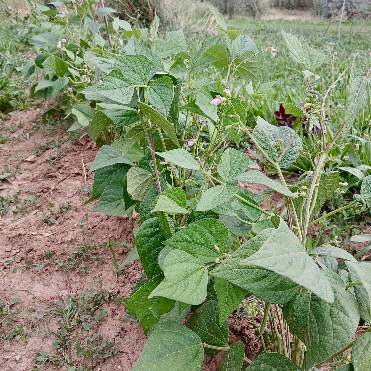 Provider Bean