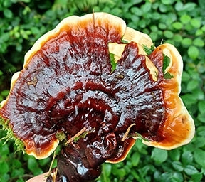 Red Reishi Mushroom Liquid Culture