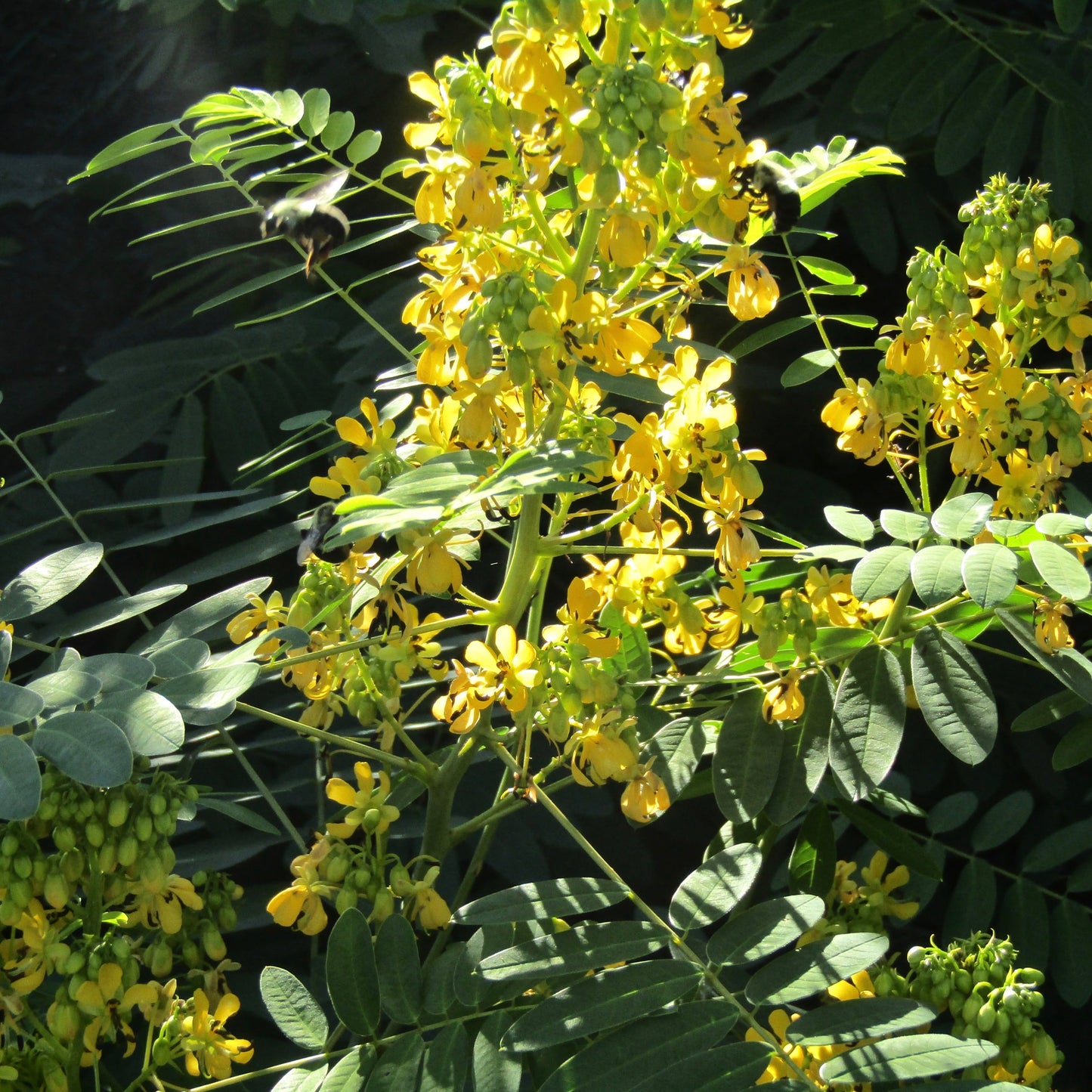 Senna, Wild (Senna hebecarpa)