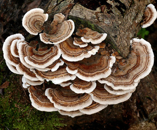 Turkey Tail Mushroom Culture - 10mL